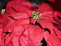 Poinsetta