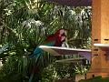 Macaws