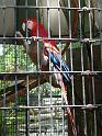 Macaw