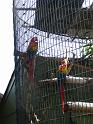 Macaws