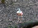 Spoonbill