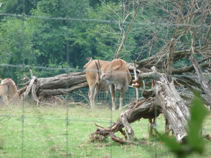 Eland.JPG