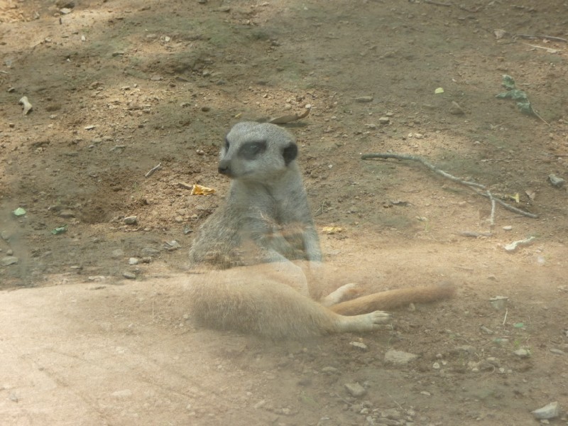 Meerkats.JPG