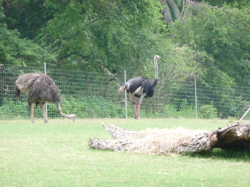 Ostriches.JPG