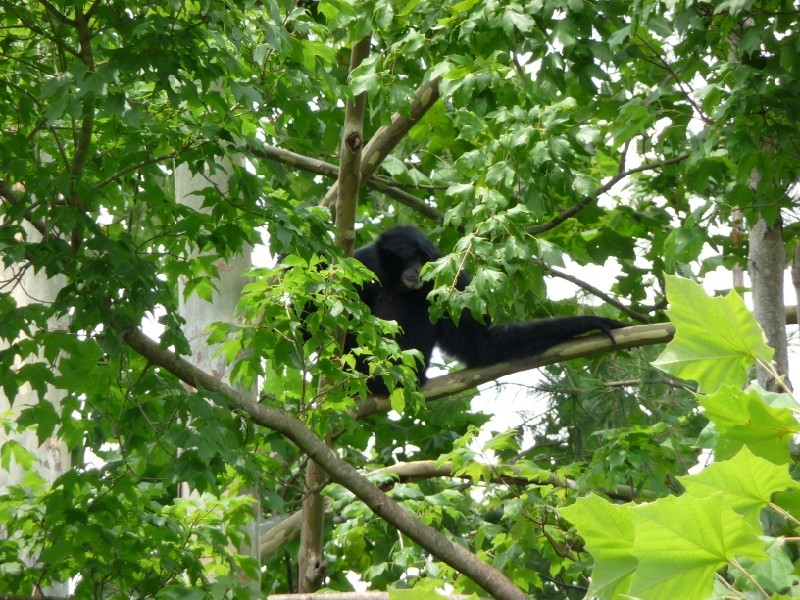 Siamang.JPG